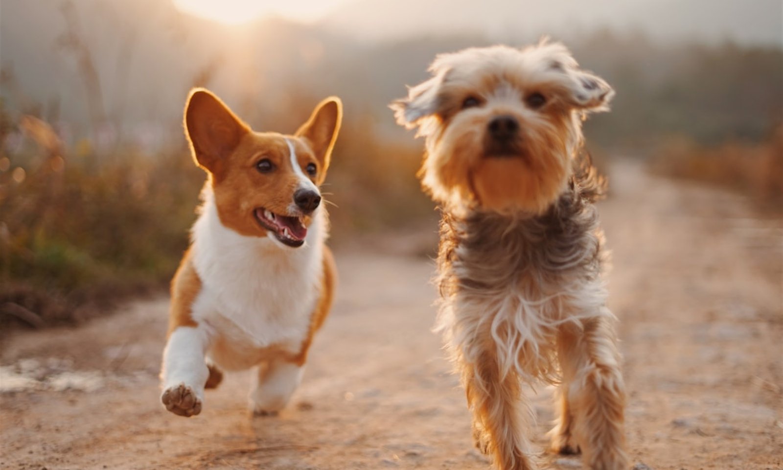 Two happy dogs running outdoors