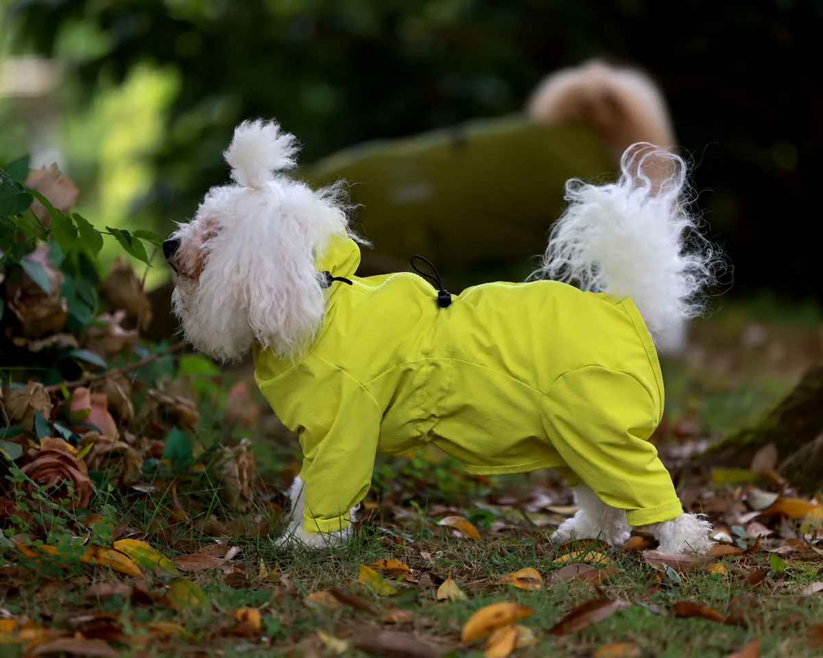 Dog wearing the Lime Green lightweight shell jacket outdoors
